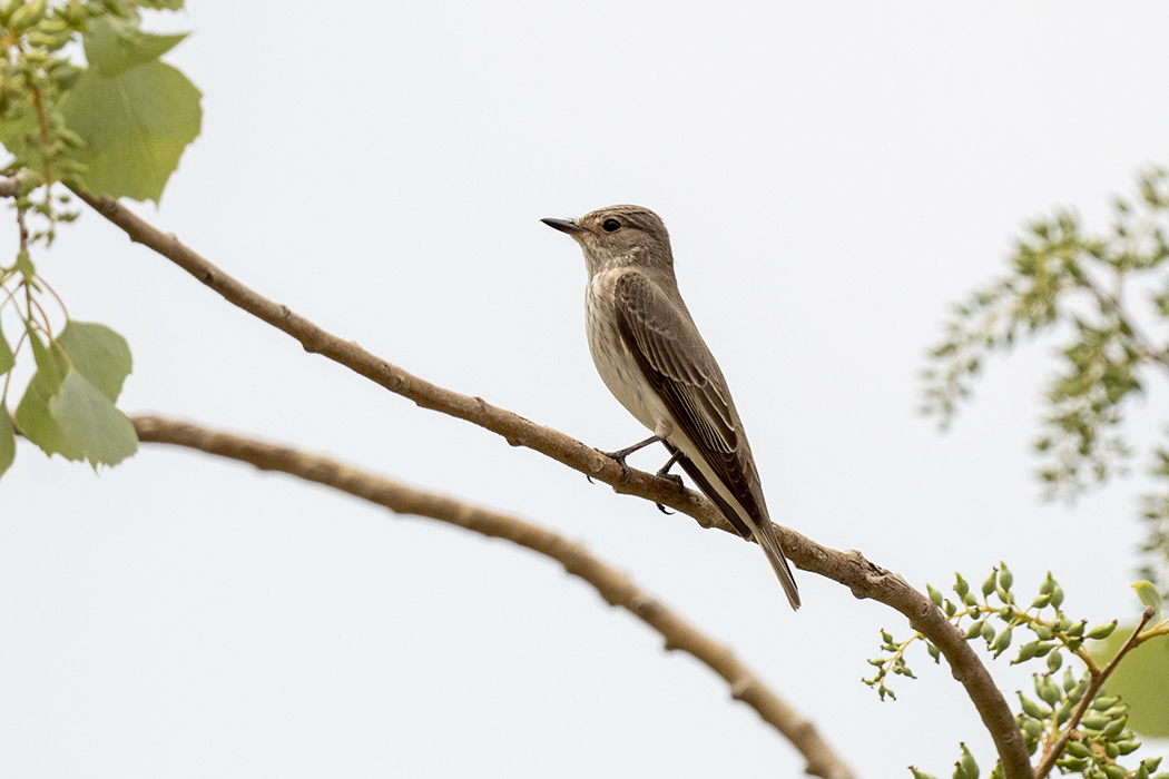 Spotted Flycatcher